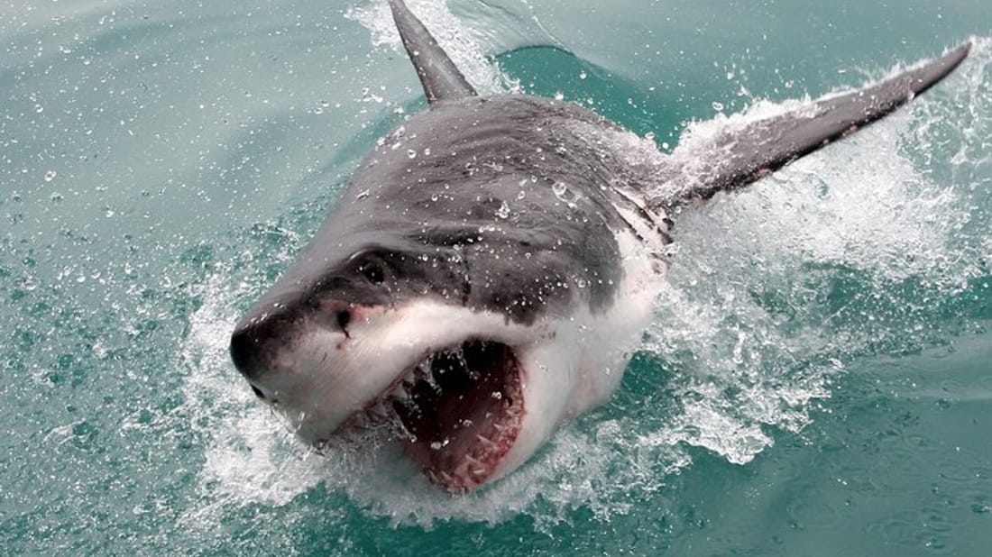 Shark Cage Diving in Cape Town – Facing Fear Beneath the Surface