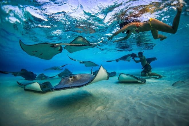   Stingray City & Snorkeling Adventure in Grand Cayman: An Unforgettable Caribbean Experience