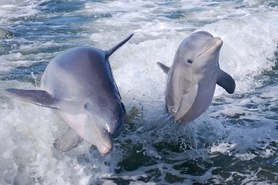 Marco Island Florida: Dolphin Tours, Fishing, Kayaking & SUP Adventures