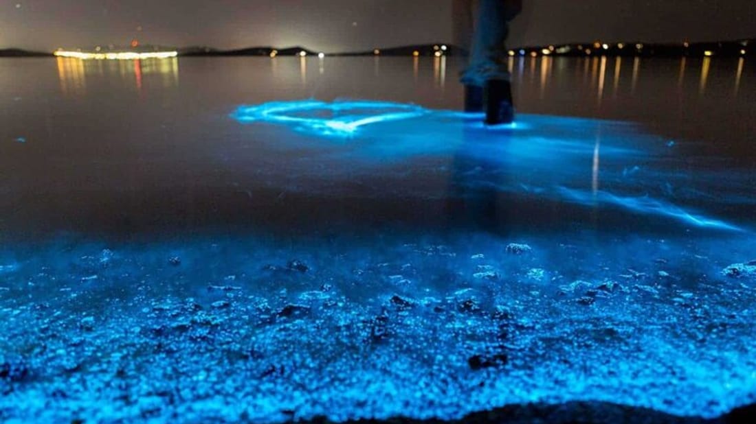 Auckland Bioluminescence Kayak Tour - Okura, New Zealand
