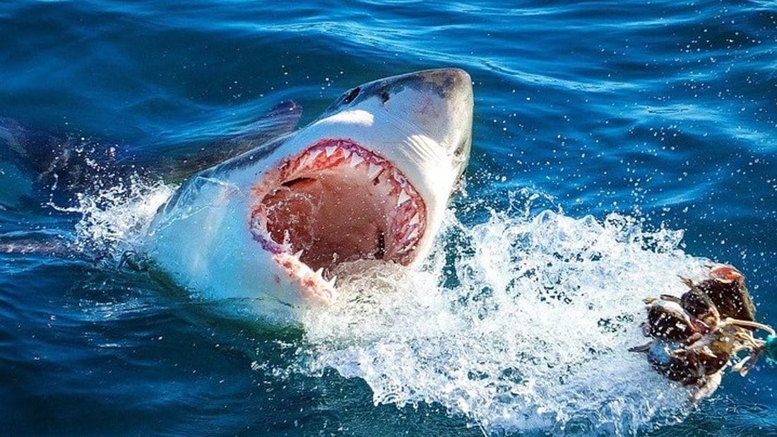 Cape town Private , Shark Diving Gangsbaai Tour