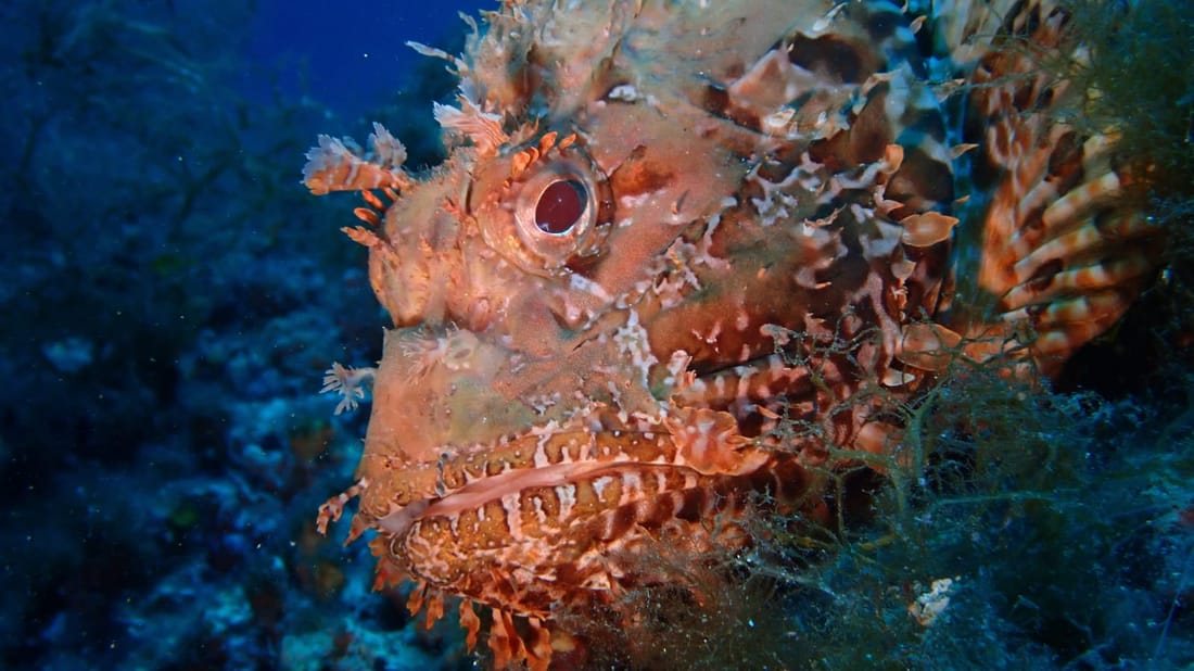 Alghero: diving baptism Sardinia