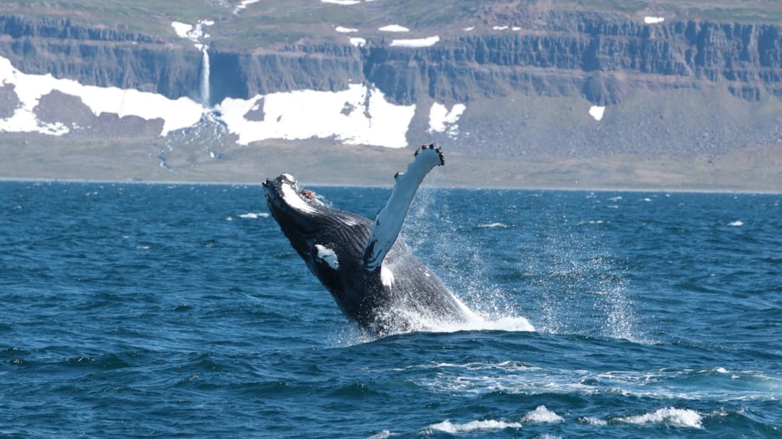 Whale Watching in Ísafjarðardjúp , Island